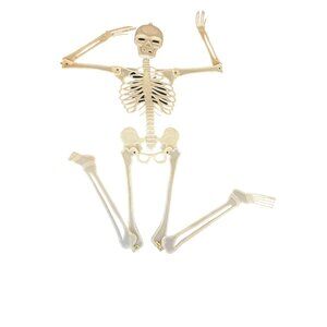 Halloween‎ Glow-In-The-Dark Skeleton Decoration  Moveable limbs